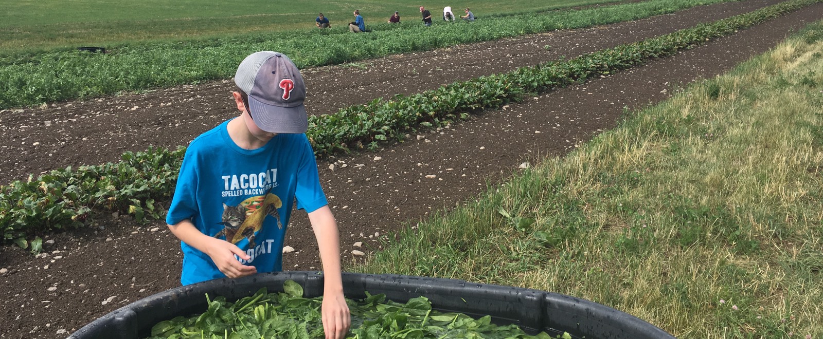 Young volunteer gleaning spinach